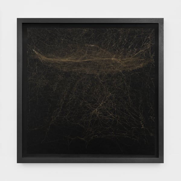 Semi-Social mapping of La Superba by a solo Cyrtophora citricola - one week, 2021