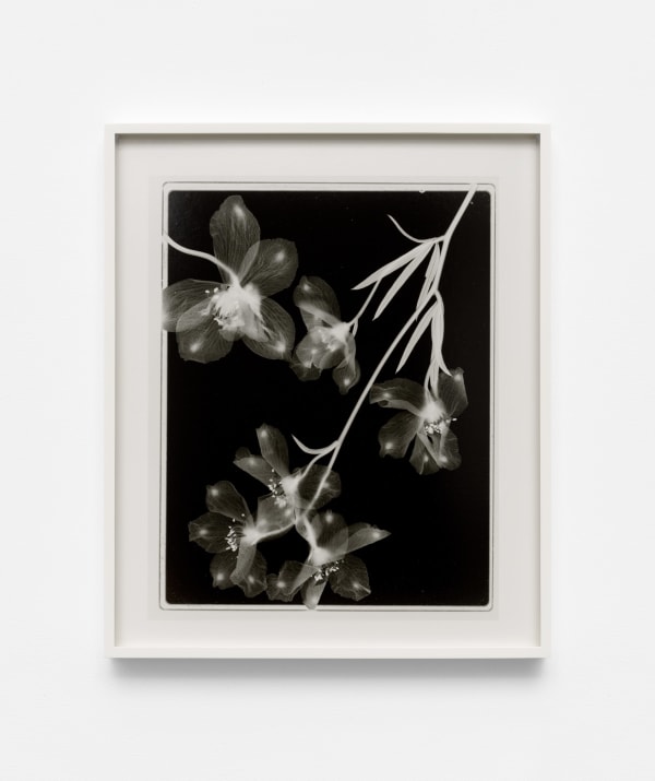 Image of Steichen Study 38.