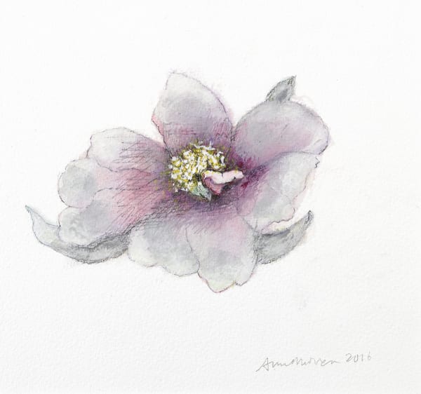 Anne Madden, Hellebore II, 2016