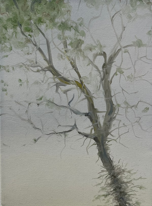 John O'Reilly, A Tree During Spring