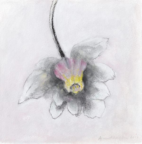 Anne Madden, Hellebore I, 2016
