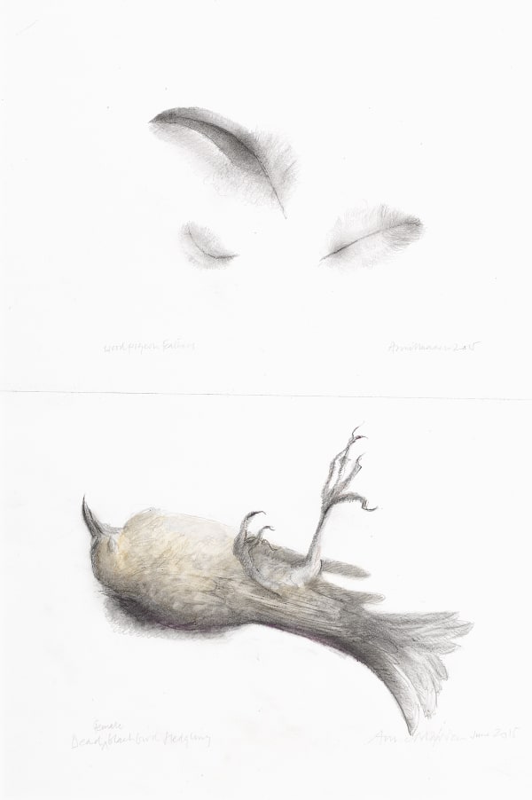 Anne Madden, Dead blackbird, female fledgling, 2015