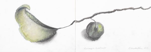 Anne Madden, Crab apple, Carlisle Street, 2015