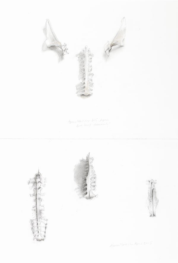 Anne Madden, Bird bones, 2015