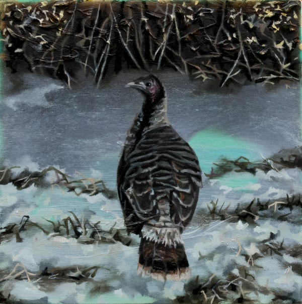 Ann Quinn, Wild Turkey, Wyoming, 2024