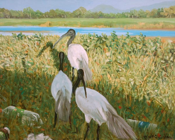 Martin Gale, Black-Headed Ibis (Sri Lanka), 2019
