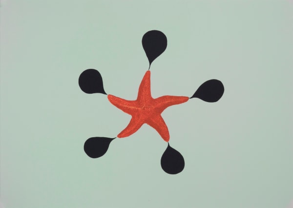 Pierre Ardouvin, Etoile de mer, 2024