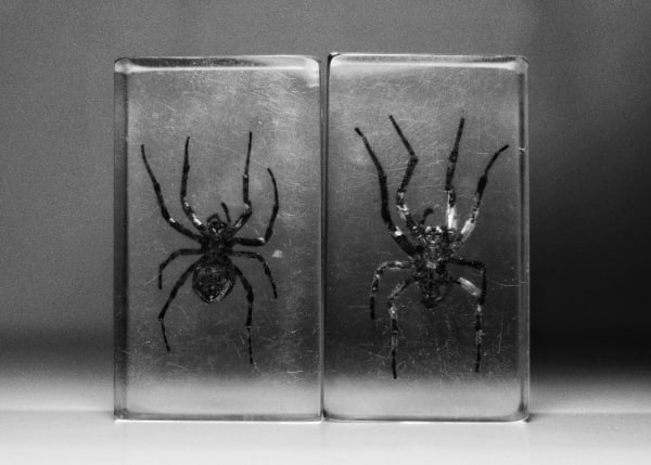 Amir Hazim, Enemy 2021