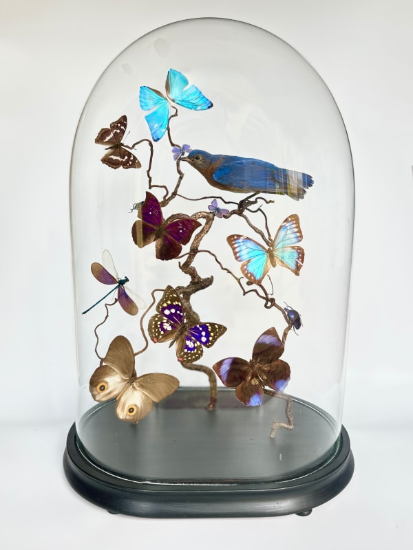 Tess Chodan, Blue Bird