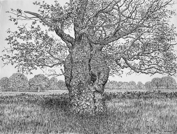 Roy Wright, The Autumn Oak Standing Alone