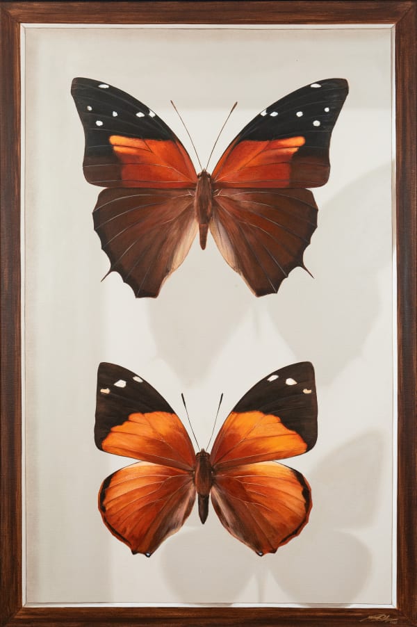 Mantra, Butterflies Of Mexico: Board VI