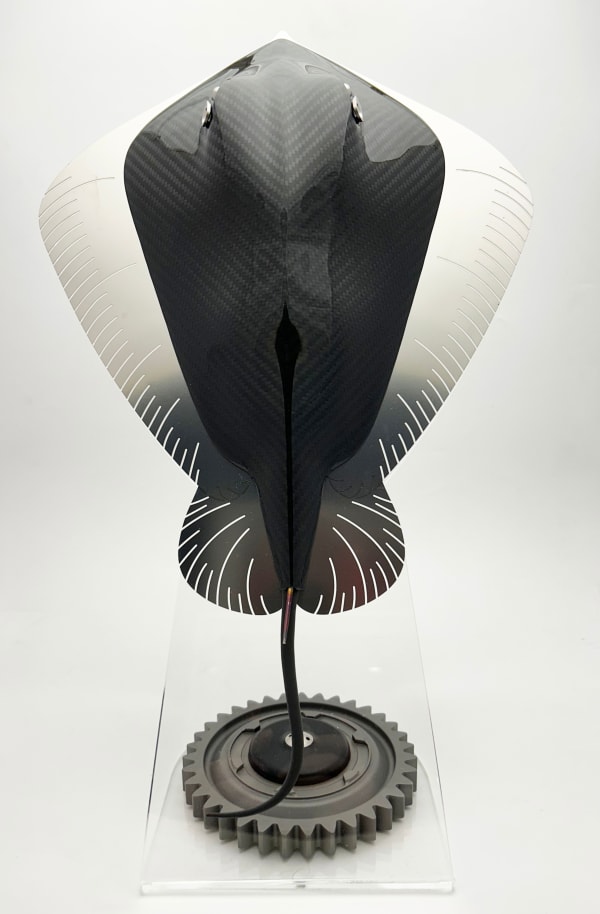 Alastair Gibson, Carbon Stingray
