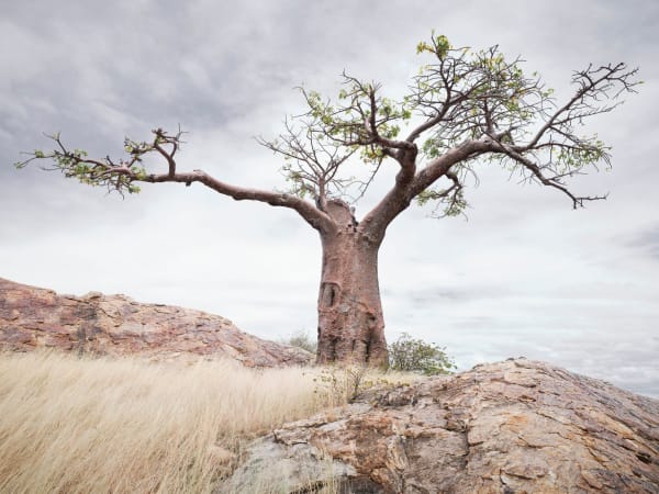 Jin-Woo Prensena, The Forever Tree, Botswana