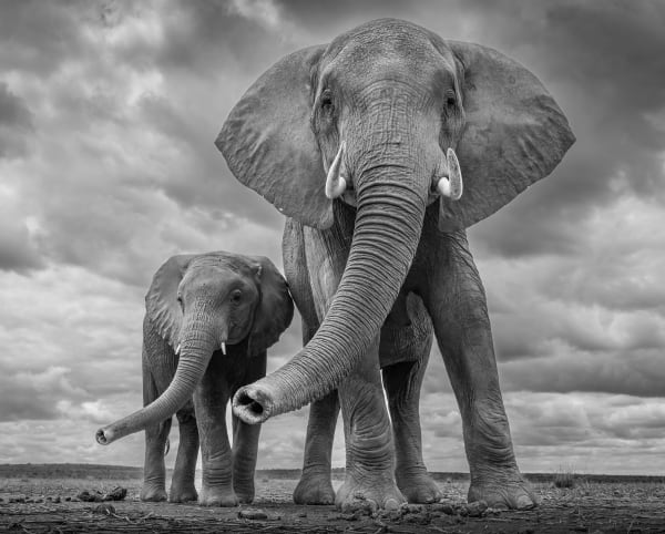 James Lewin, Motherhood. Amboseli, Kenya