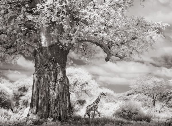 James Lewin, Beneath The Baobab. Chem Chem, Tanzania