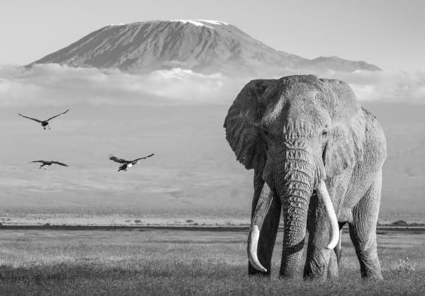 James Lewin, Icons of Africa. Amboseli, Kenya