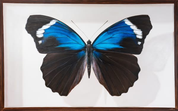 Mantra, The Giant Collection: Eunica Caelina