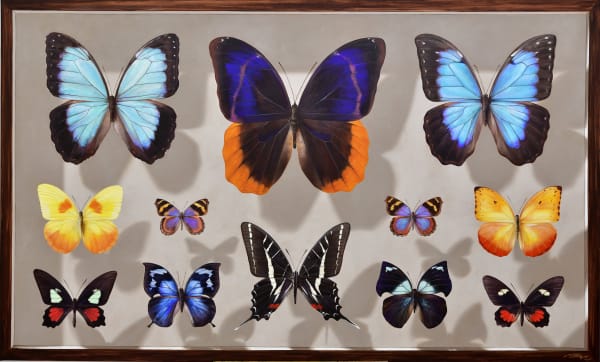 Mantra, Mesoamerican Butterflies: Board II