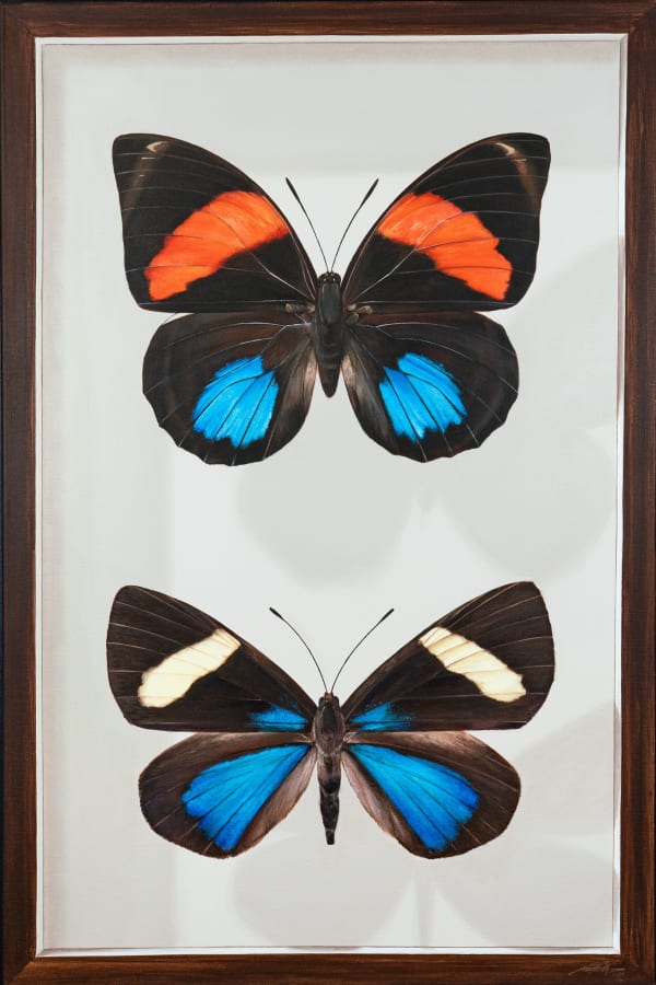 Mantra, Butterflies Of Mexico: Board VII