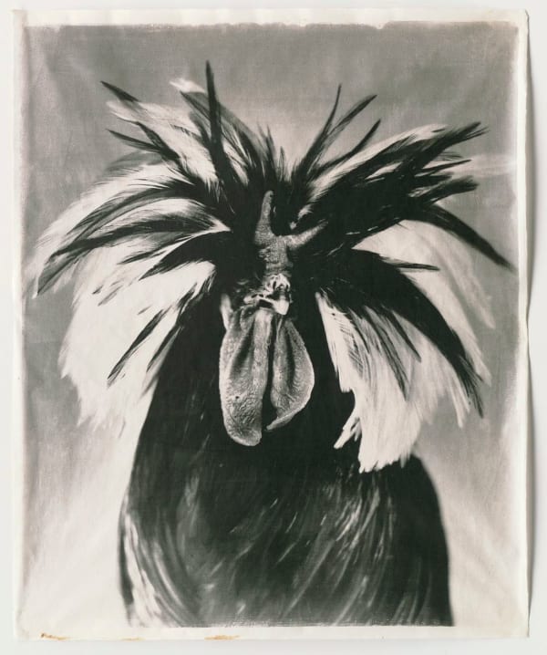 Jean Pagliuso, Black #15, 2006