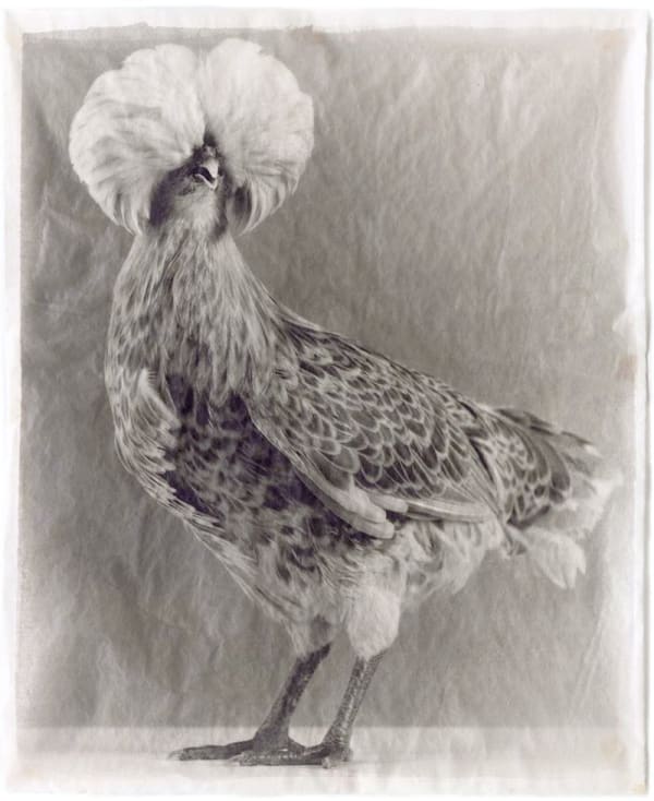 Jean Pagliuso, Variegated #27, 2009