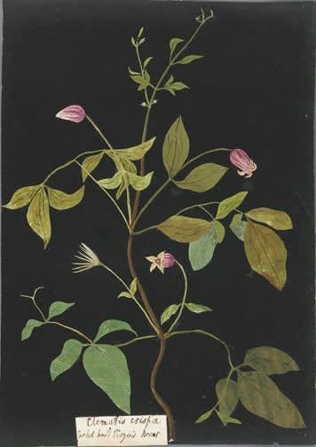 William Booth Grey (1773-1852) Clematis Crispa - Curled Leavid Virgins Bower watercolor collage on antique laid paper prepared with ink 12 1/4 x 8 5/8 inches