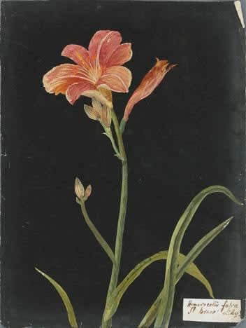 William Booth Grey (1773-1852) Hemerocallis Fulva - St. Bruno Lilly watercolor collage on antique laid paper prepared with ink 12 3/8 x 9 1/4 inches