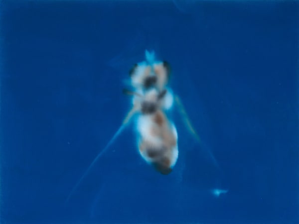 Jill Musnicki, Fly, 2007