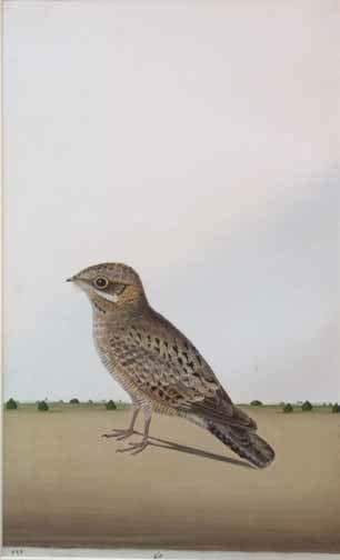 Lucknow School, 18th century A Common Indian Nightjar (Caprimulgus asiaticus) in scrub country INSCRIBED Caprimulgus [in pencil lower margin]465 chapk_ [in ink lower margin]chapk_ [in ink on ticket on reverse] gouache and watercolor on paper 18 5/8 x 11 1/8 inches