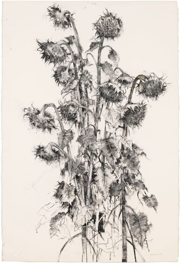 John Alexander Sunflowers, 2012 signed front lower right, signed verso upper right charcoal on paper 59 5/8 x 40 inches 63 1/2 x 44 1/2 x 2 1/2 inches framed