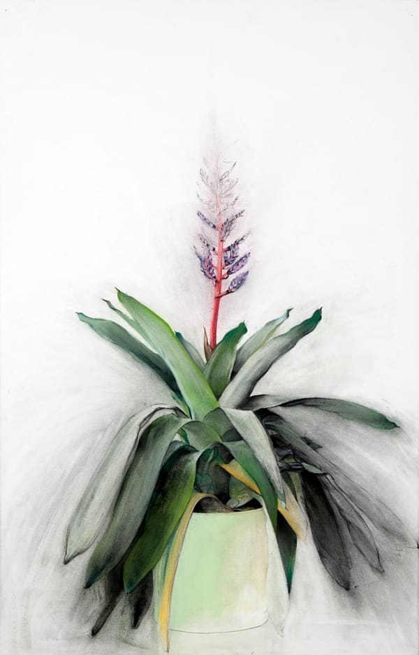 Linda Etcoff, Bromeliad #1 (Aechmea del mar), 2007