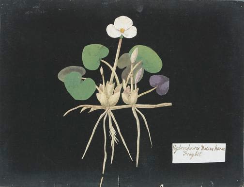 William Booth Grey (1773-1852) Hydrochavis Morgus Karee - Frogbit watercolor collage on antique laid paper prepared with ink 9 3/4 x 12 1/4 inches