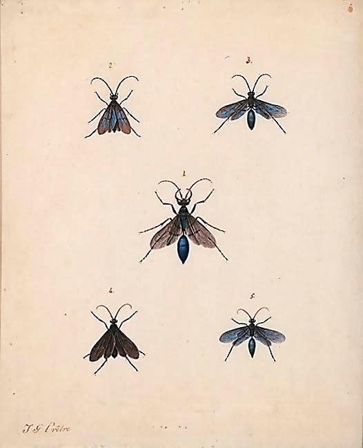 J. G. Pretre (French 1775-1830) Study of Wasps, c. 1810 watercolor and gouache on paper 11 x 9 inches 19 7/8 x 17 3/8 inches framed