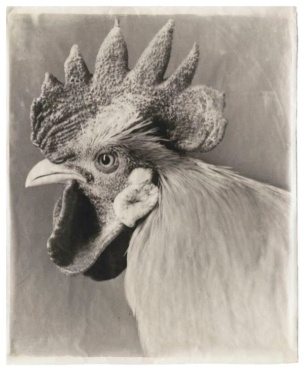 Jean Pagliuso White #12, 2005 signed, dated and numbered silver gelatin print on handmade Kaji paper 23 3/4 x 19 3/4 inches 26 1/2 x 22 1/8 inches framed Edition of 20