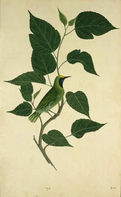 Lucknow School, c. 1775-1785 A Green Bulbul, (Chloropsis aurifons) on the branch of a tree, possibly a white mulberry tree INSCRIBED hariwa 484 [in ink lower margin]hariwa [in ink on a ticket on the reverse] gouache and watercolor over pen and ink on paper, heightened with gum arabic 18 5/8 x 11 7/16 inches