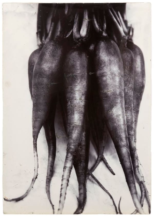 Charles Jones, Radish Long Red, c. 1900