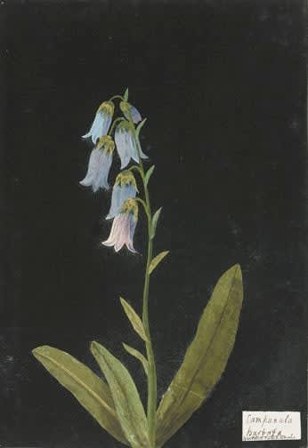 William Booth Grey (1773-1852) Campanula Barbata - Bearded Campanula watercolor collage on antique laid paper prepared with ink 10 3/4 x 7 3/8 inches