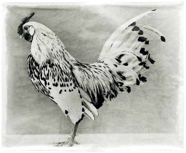 Jean Pagliuso, Variegated #31, 2010