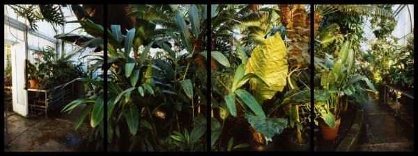 Esther Pullman Wet Tropical House, LeafWellesley College GreenhousesWellesley, MA, January 2000 C-print 4 panels:19 7/8 x 13 3/4 inches each (framed) Edition of A/P, Artist's proof