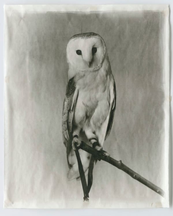 Jean Pagliuso Owl IX, 2009 signed, dated and numbered silver gelatin print on handmade Kaji paper 23 3/4 x 19 3/4 inches26 5/8 x 22 1/4 inches framed Ed. 1/20