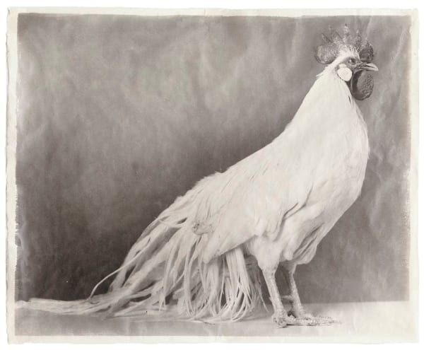 Jean Pagliuso White #5, 2005 signed, dated, and numbered silver gelatin print on handmade Kaji paper 19 3/4 x 23 3/4 inches 21 7/8 x 26 1/4 inches framed Ed. 6/20