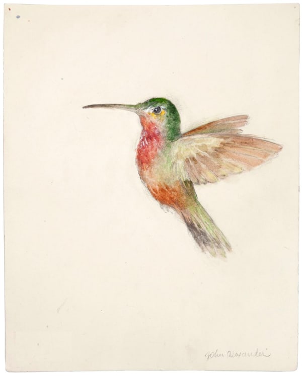 John Alexander Hummingbird, 2011 watercolor and graphite on paper 11 1/3 x 8 15/16 inches 19 1/8 x 16 15/16 inches framed