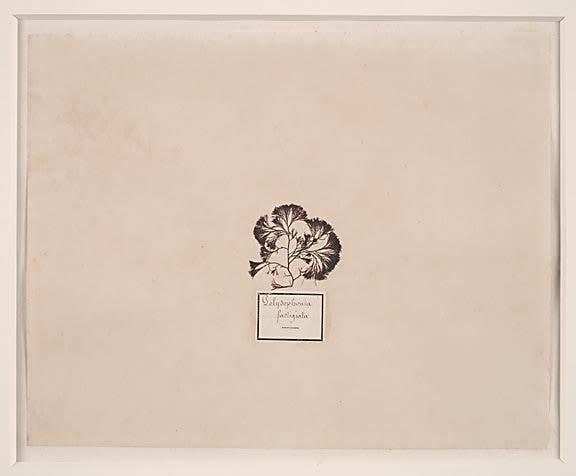 Herbaria: Polysophonia Algae, late 19th century dried plant on paper 9 1/6 x 11 1/2 inches