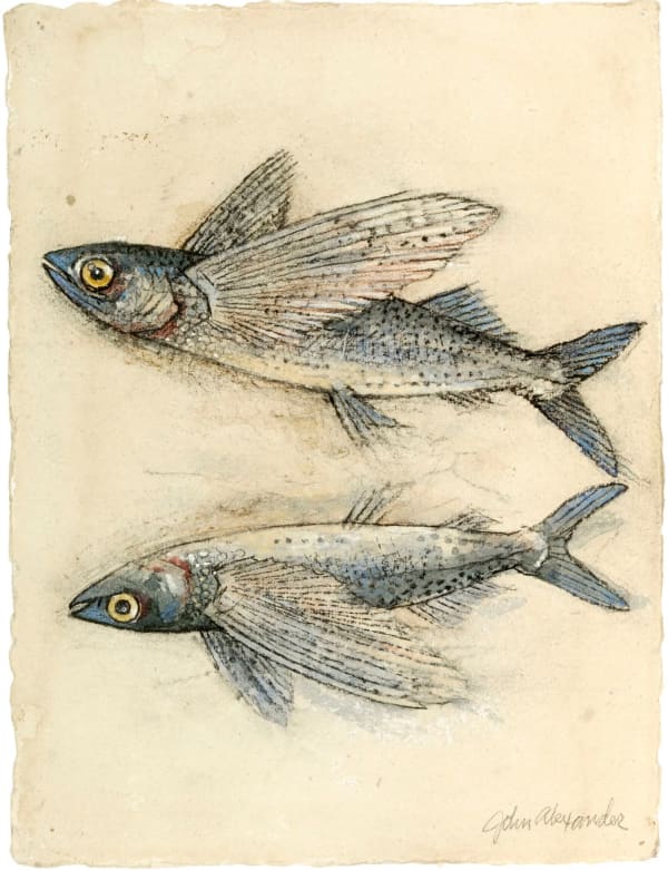John Alexander Flying Fish, 2008 watercolor and pastel on paper 11 3/4 x 9 inches 19 1/2 x 16 1/8 inches framed