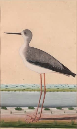 Lucknow School, c. 1775-1785 A Female Blackwinged Stilt (Himantopus himantopus) on a riverbank INSCRIBED Stilt. immature. B.C. titar siyah madeh 454 gouache and watercolor over pen and inkon paper, heightened with gum arabic 27 x 19 1/2 inches 18 1/2 x 12 1/2 inches