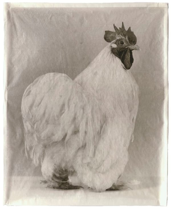 Jean Pagliuso, White #11, 2005