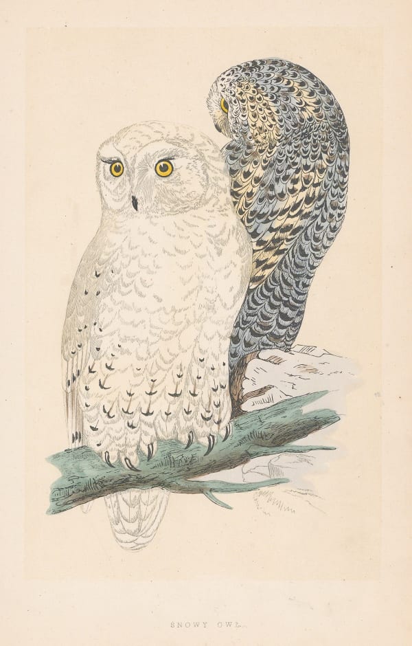 Rev. Francis Orpen Morris, Snowy owl, 1855