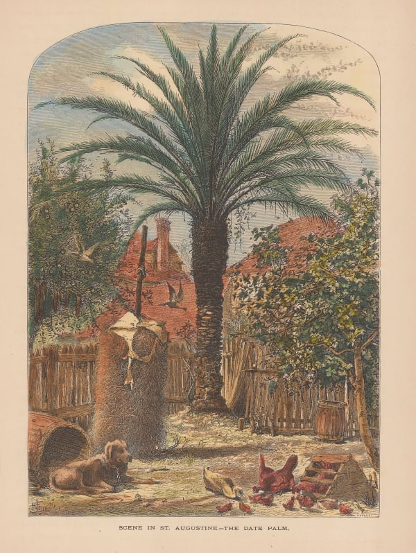 Picturesque America, Florida - St Augustine, 1874