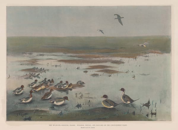 Illustrated London News (ILN), Shooting - Wildfowl Shooting, 1902