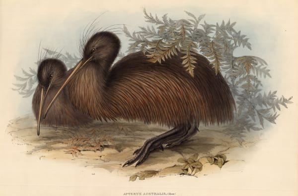 John Gould, Kiwi, 1845 c.